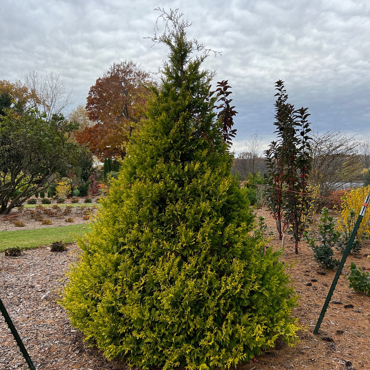 Soft Serve® Gold False Cypress (Chamaecyparis) - Photo Property of Garden Crossings LLC