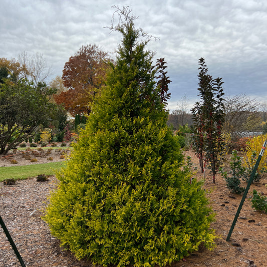 Soft Serve® Gold False Cypress (Chamaecyparis) - Photo Property of Garden Crossings LLC