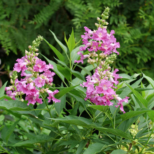 El Niño® Chitalpa - Photo Courtesy of Proven Winners, Inc.