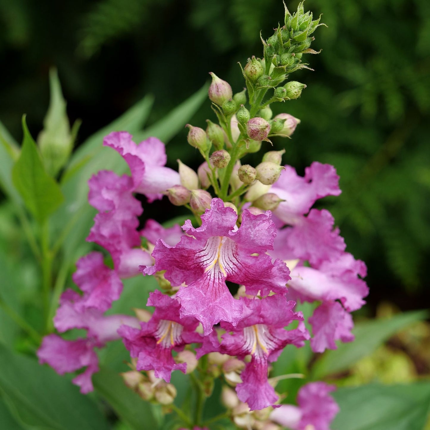 A close-up of El Niño® Chitalpa shows its vibrant pink flowers with ruffled petals and yellow-white centers, set among green leaves against a backdrop of softly blurred foliage. - Photo Courtesy of Proven Winners, Inc.