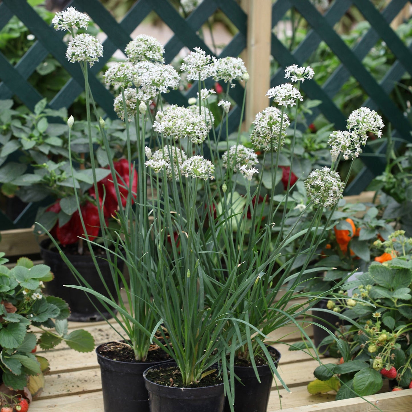 Three Garlic' Chives (Allium) potted plants feature tall green stalks and clusters of small white flowers, displayed on a wooden surface in a garden with other plants and a green lattice fence behind - Photo Courtesy of Burpee.