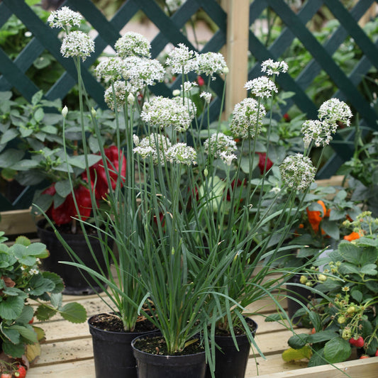 Three Garlic' Chives (Allium) potted plants feature tall green stalks and clusters of small white flowers, displayed on a wooden surface in a garden with other plants and a green lattice fence behind - Photo Courtesy of Burpee.