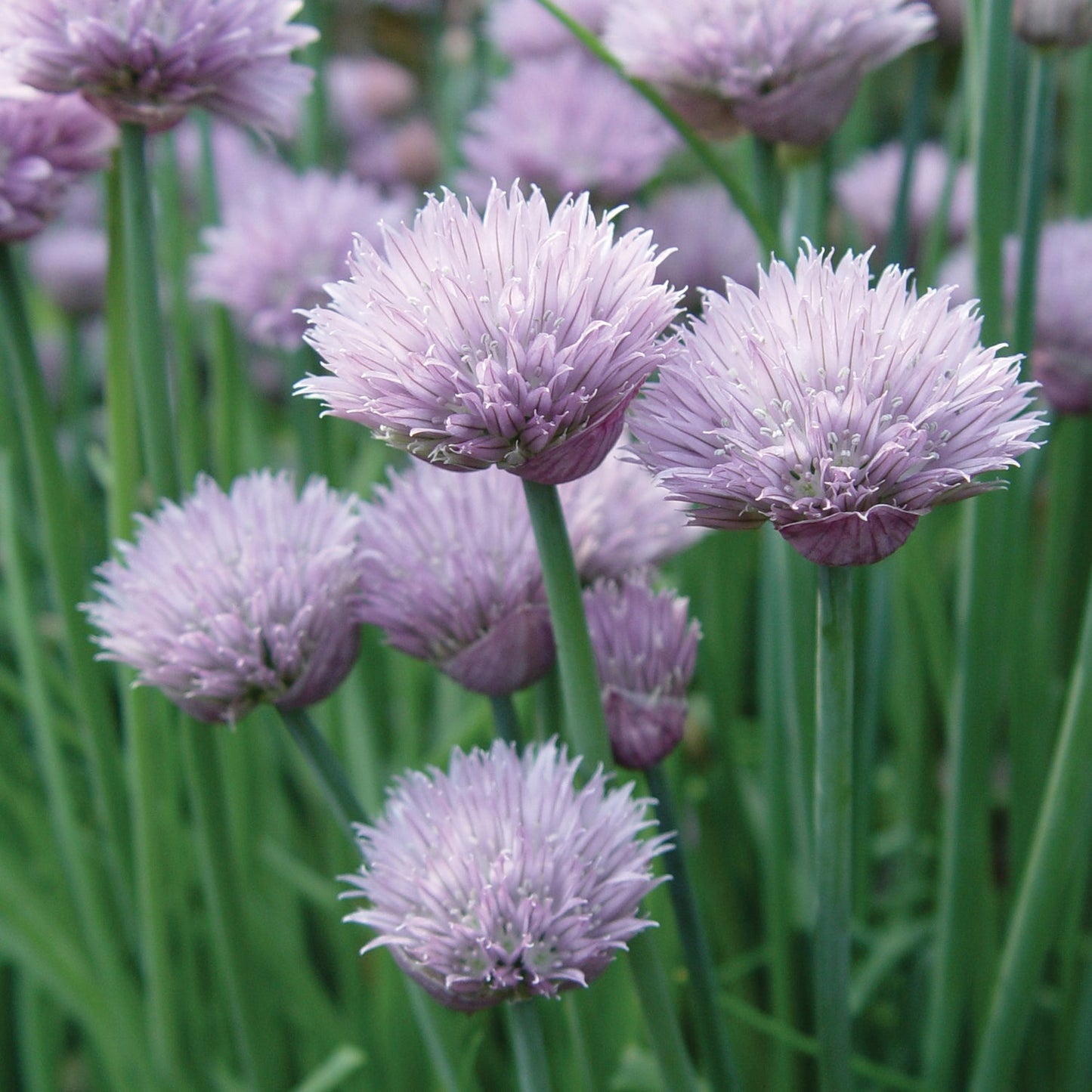 Close-up of Onion' Chives (Allium) with round purple flower heads and tall green stems, surrounded by more blossoms and foliage - Photo Courtesy of Burpee