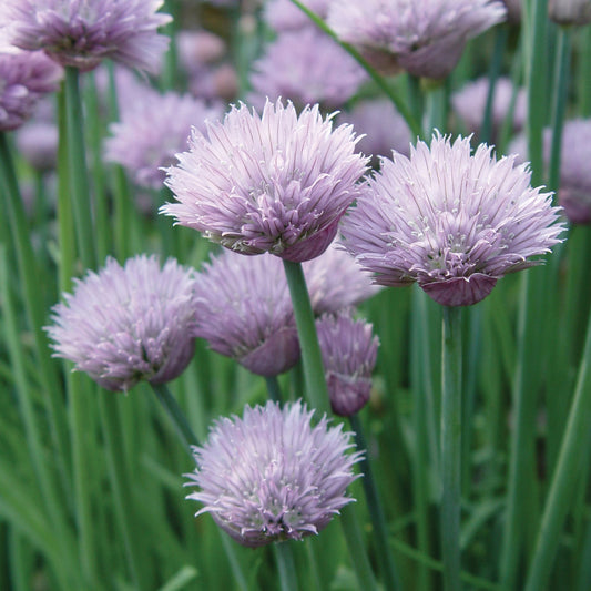 Close-up of Onion' Chives (Allium) with round purple flower heads and tall green stems, surrounded by more blossoms and foliage - Photo Courtesy of Burpee