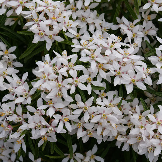 A dense cluster of small white fragrant flowers with yellow centers and green leaves, typical of the Pinball Blizzard™ Mexican Orange (Choisya) evergreen shrub, fills the image - Photo Courtesy of Proven Winners, Inc.