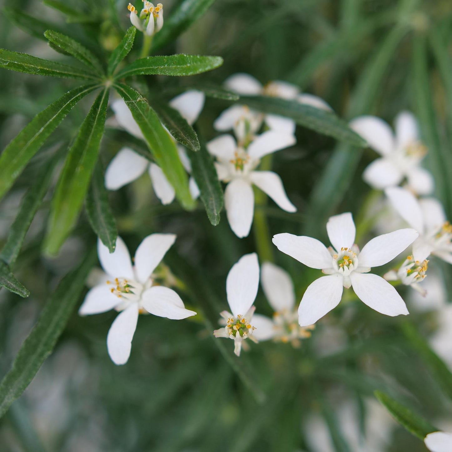 Close-up of fragrant, five-petaled white flowers on Pinball Blizzard™ Mexican Orange (Choisya) shrub, set among elongated green leaves with lush greenery and similar blooms in the background for a natural look - Photo Courtesy of Proven Winners, Inc.