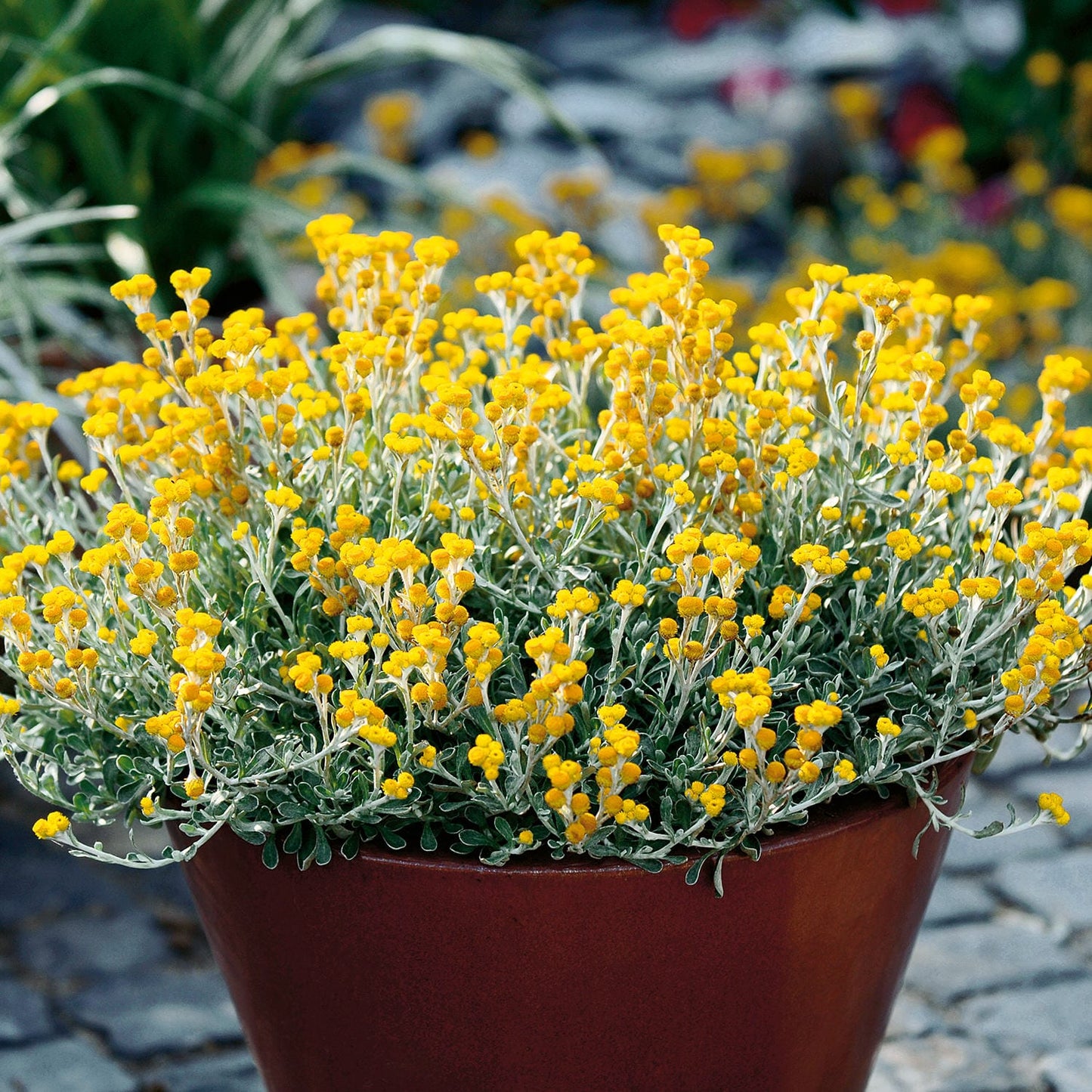 A brown pot features a bushy Flambe® Yellow Strawflower (Chrysocephalum), its silvery-green leaves and bright yellow flowers thriving outdoors among stones and greenery - Photo Courtesy of Proven Winners, Inc. Decorative pot not included.