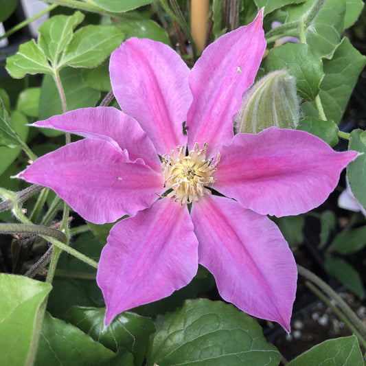 A close-up of Boulevard® Abilene™ Clematis, a compact patio vine with lush green leaves, six delicate purple-pink petals, and a yellow center - Photo Property of Garden Crossings LLC.