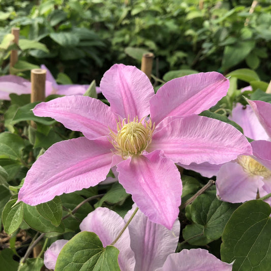 A close-up of Boulevard® Abilene™ Clematis shows its six-petaled pink blooms with a yellow center, surrounded by green leaves - Photo Property of Garden Crossings LLC.