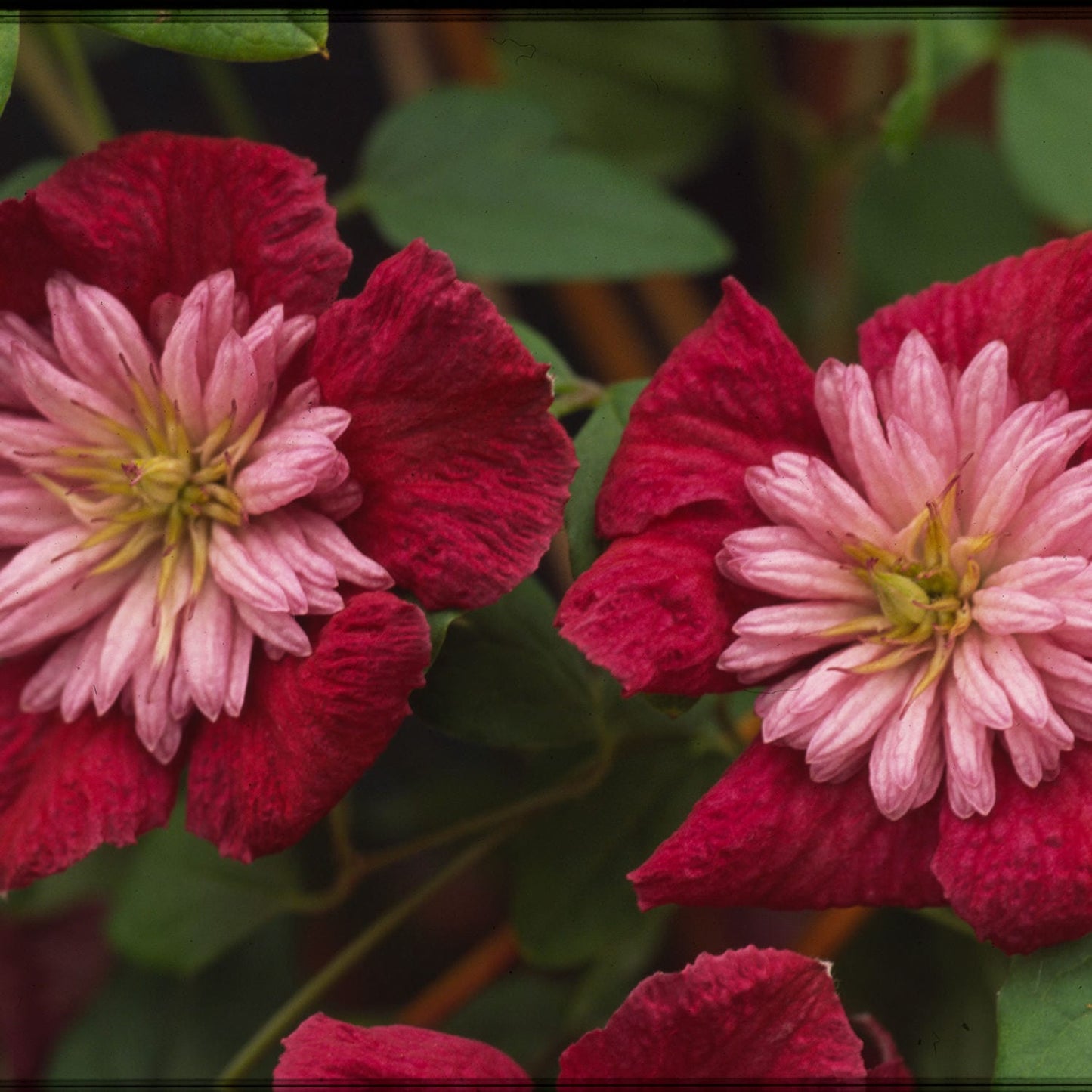 Two vibrant Festoon® Avant-Garde™ Clematis flowers with magenta-red outer petals and dense pale pink centers stand out against green leaves - Photo Courtesy of Donahue's Clematis