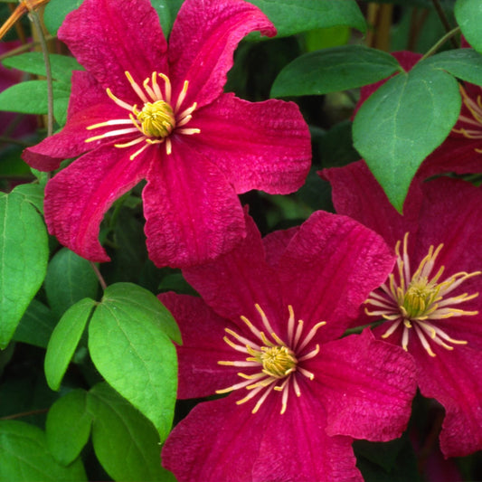 The 'Barbara Harrington' Clematis features bright magenta and pink flowers with yellow centers. Its textured petals and vibrant colors create a striking display against lush green foliage - Photo Courtesy of Donahue's Clematis
