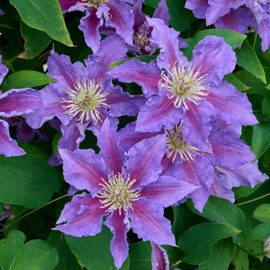 Several large purple-blue Baroness Fookes™ Clematis flowers with pale yellow centers bloom among green leaves with ruffled petals with a reddish stripe - Photo Courtesy of Donahue's Clematis