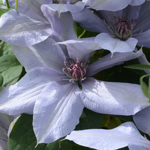 Pale lavender-blue flowers with pointed petals and spiky purple centers bloom among green leaves, highlighting the striking beauty of the reblooming Boulevard® Bernadine™ Clematis - Photo Courtesy of Donahue's Clematis