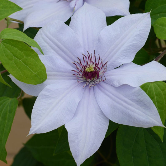 A close-up of the Boulevard® Bernadine™ Clematis, featuring pale lavender blue pointed petals and a center of dark purple and white stamens, surrounded by green leaves - Photo Courtesy of Donahue's Clematis