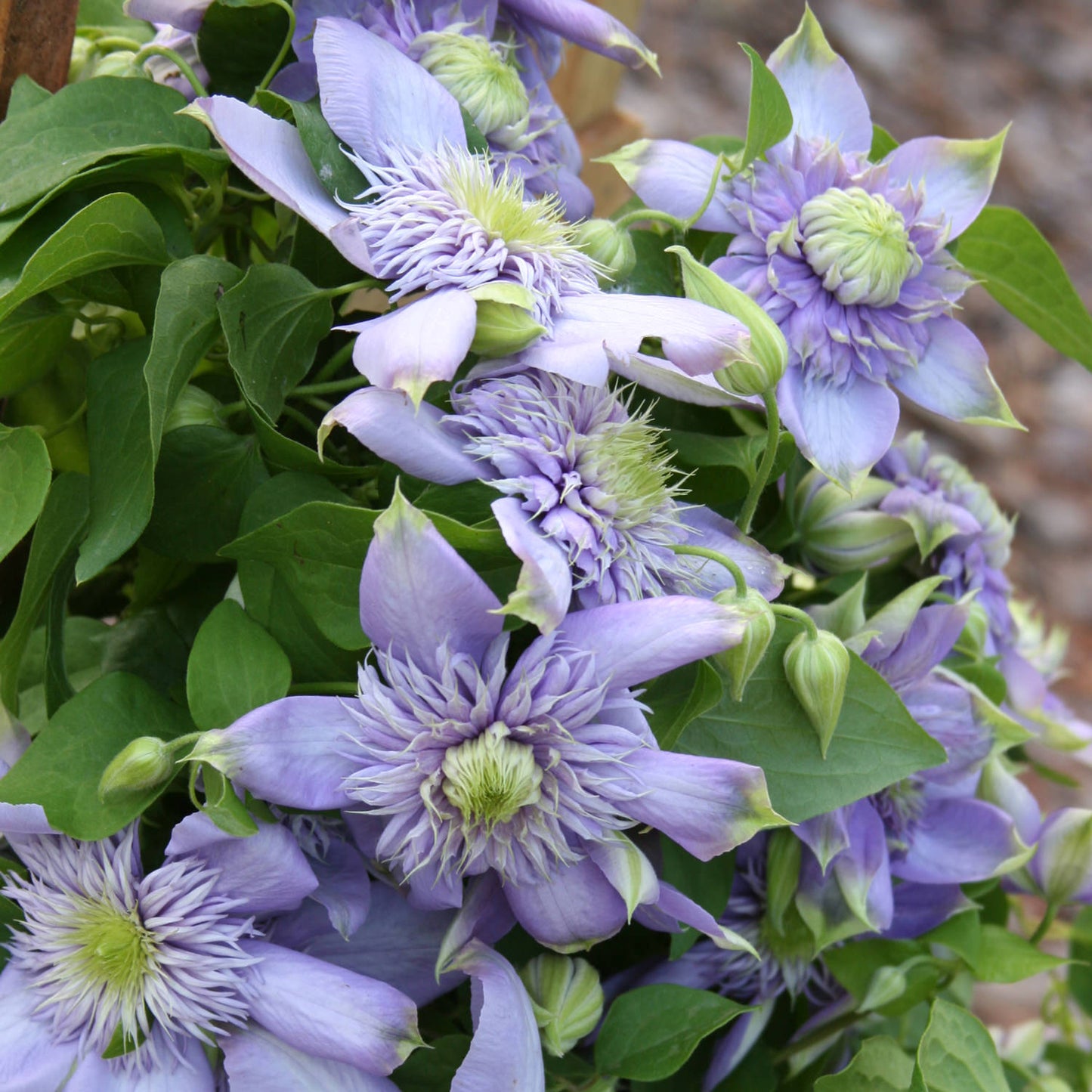 Blue Light® Clematis is a compact climbing vine with clusters of light purple, layered flowers featuring green centers, all set against lush green leaves - Photo Courtesy of Roseville Farms