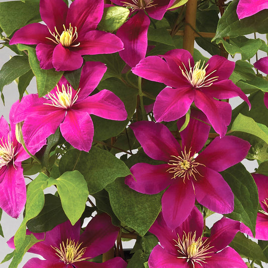 The Boulevard® Acropolis™ Clematis features bright magenta-pink blooms with yellow centers set against lush green leaves - Photo Courtesy of Donahue's Clematis