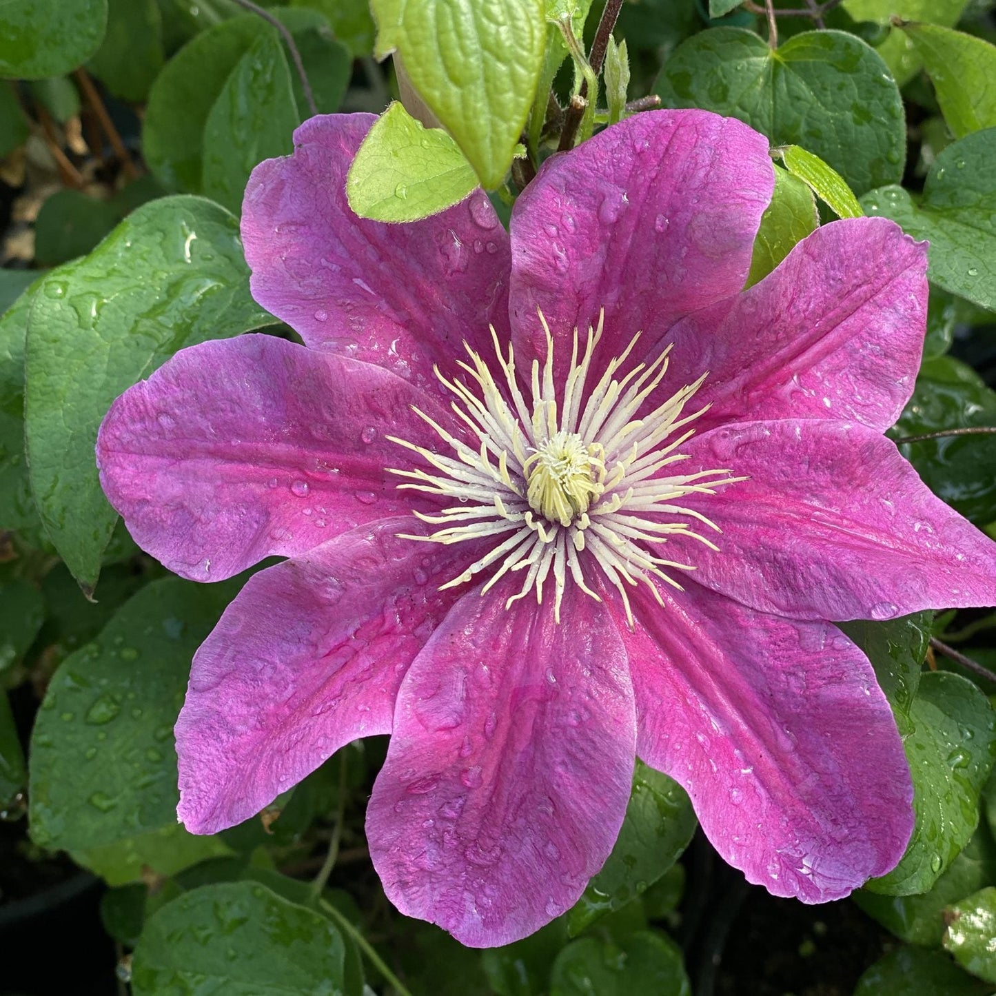 A close-up of a vibrant Boulevard® Acropolis™ Clematis flower with magenta pink petals and pale yellow stamens, covered in raindrops and framed by green leaves - Photo Property of Garden Crossings LLC.