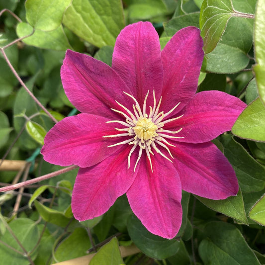 Boulevard® Acropolis™ Clematis features vibrant magenta pink six-petaled blooms with pale yellow stamens, surrounded by green leaves - Photo Property of Garden Crossings LLC.