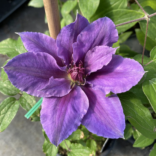 A close-up of the lavender Boulevard Ines Clematis in full bloom shows its pointed petals and detailed cente - Photo Property of Garden Crossings LLC.