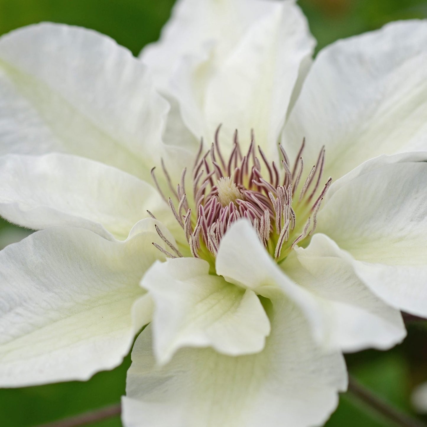 Close-up of Boulevard® Kitty™ Clematis, a white compact flower with large petals and pale pinkish-purple stamens, set against a blurred green background - Photo Courtesy of Donahue's Clematis