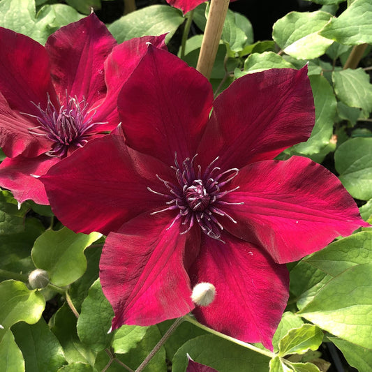 Two deep red flowers with pointed petals and bold purple stamens bloom among green leaves in sunlight, highlighting the beauty of the Boulevard® Nubia Clematis flowering vine - Photo Property of Garden Crossings LLC.
