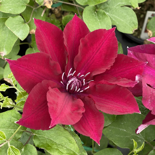 A vibrant red Boulevard® Nubia Clematis flower displays large, pointed petals and white-tipped stamens at its center, surrounded by lush green leaves - Photo Property of Garden Crossings LLC.