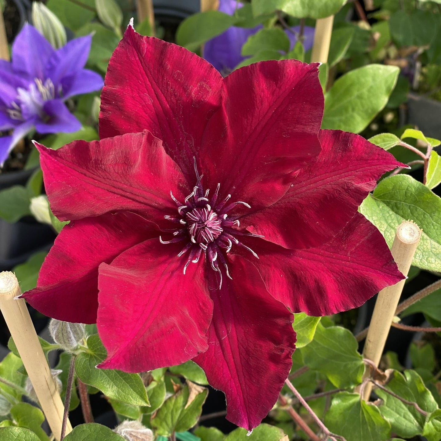 A large, deep red Boulevard® Nubia Clematis flower with pointed petals and pale stamens stands among green leaves and bamboo stakes. In the blurred background, a purple flowering vine and lush greenery are also visible - Photo Property of Garden Crossings LLC.