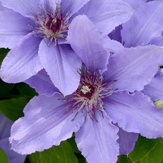 Two large, pale purple Boulevard® Parisienne™ Clematis flowers with pointed petals and spiky maroon-white centers bloom among green leaves on this compact flowering vine - Photo Courtesy of Donahue's Clematis