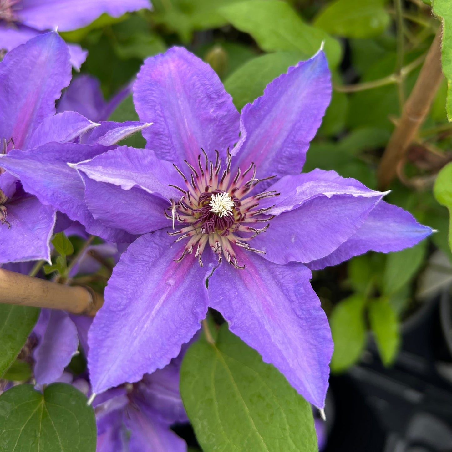 Close-up of a vibrant purple Boulevard® Parisienne™ Clematis flower with pointed petals and a spiky, pale yellow and purple center, blooming on a compact vine surrounded by green leaves - Photo Property of Garden Crossings LLC.