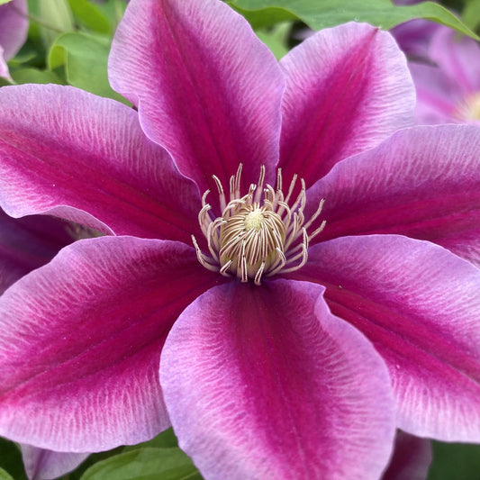 Close-up of the vibrant Boulevard® Poseidon™ Clematis, featuring bi-colored pointed petals and a detailed pale yellow center, with green leaves in the background - Photo Courtesy of Donahue's Clematis