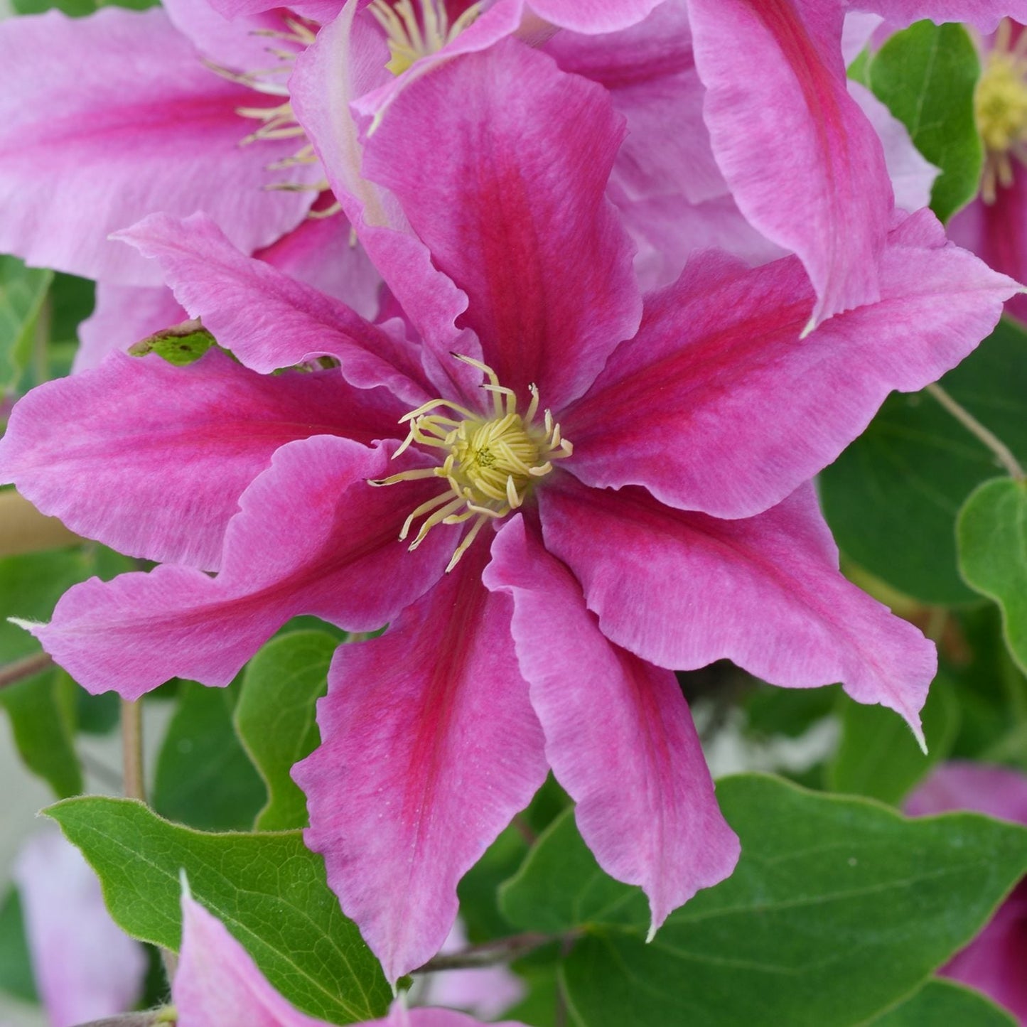 Close-up of a vibrant pink Vicki™ Clematis flower with pointed petals and yellow center, set among green leaves. Additional pink Vicki™ Clematis blooms appear softly in the background - Photo Courtesy of Donahue's Clematis