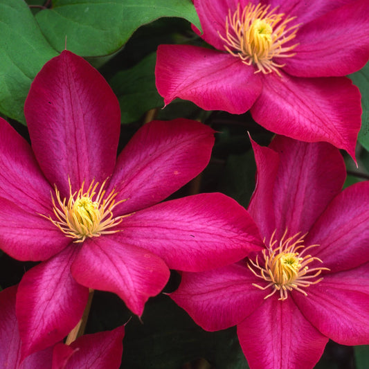 Three vibrant magenta Gardini® Bourbon™ Clematis flowers with yellow centers and large, velvety petals bloom among green leaves - Photo Courtesy of Donahue's Clematis