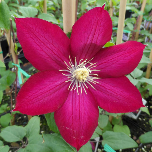 A close-up of the vibrant magenta Gardini® Bourbon™ Clematis shows six petals and creamy yellow stamens, with green leaves and wooden supports - Photo Property of Garden Crossings LLC.
