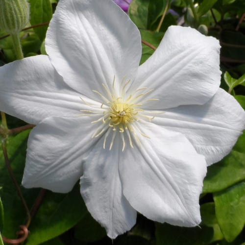 A close-up of a single 'Candida' Clematis bloom with five broad white petals and yellow stamens, set against green foliage - Photo Property of Garden Crossings LLC.