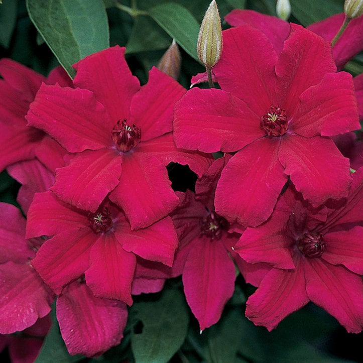 'Cardinal Wyszynski' Clematis blooms with bright magenta, five-petaled flowers among green leaves - Photo Courtesy of Donahue's Clematis