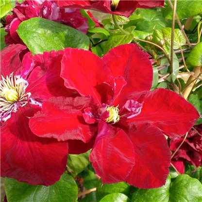 Regal® Charmaine™ Clematis displays vivid red blooms with large, open petals and yellow centers amid glossy green leaves - Photo Courtesy of Donahue's Clematis