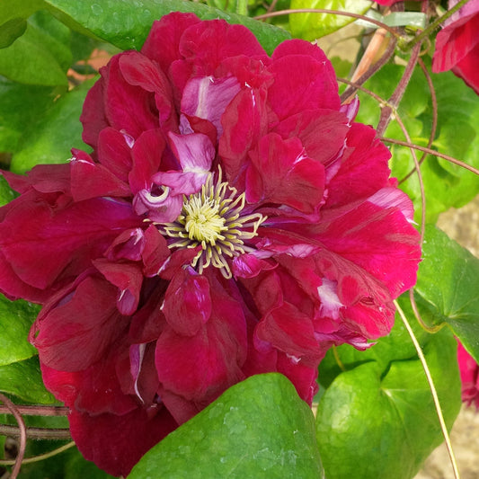 A close-up of the Regal® Charmaine™ Clematis reveals vibrant, ruffled deep pink petals and a yellow center amid green leaves - Photo Courtesy of Donahue's Clematis