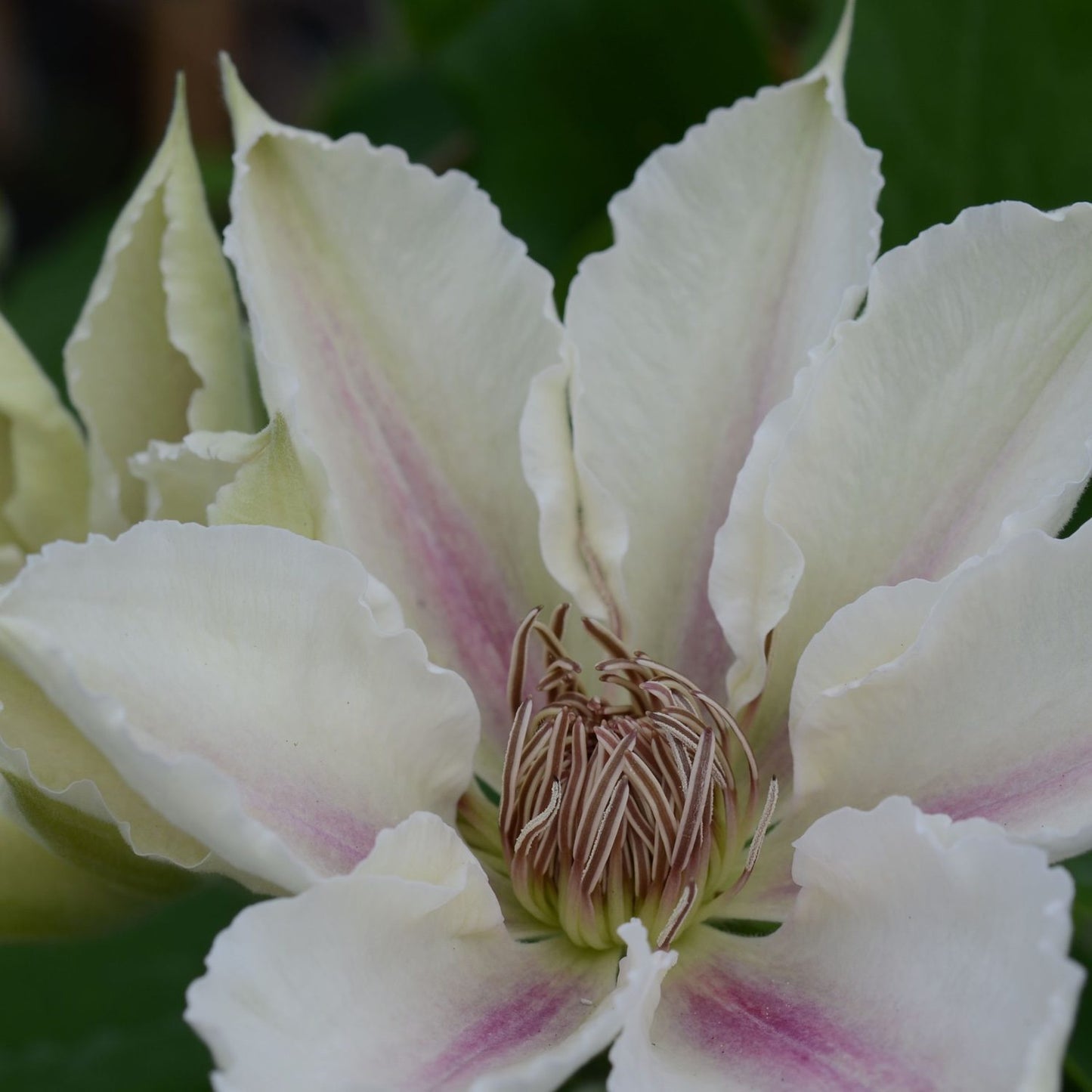 Boulevard® Corinne™ Clematis - Photo Courtesy of Donahue's Clematis