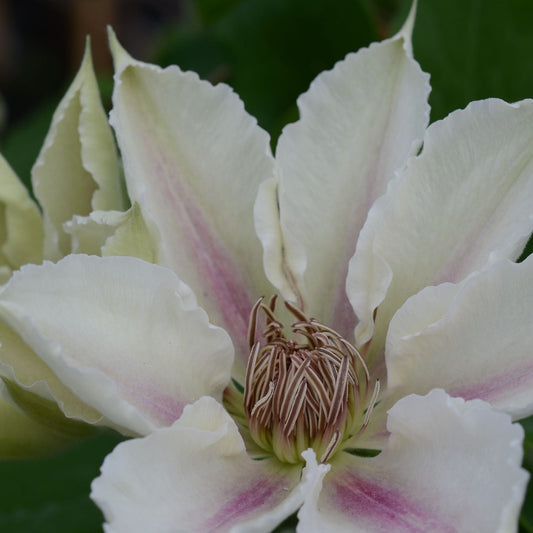 A close-up of a pale, creamy white Boulevard® Corinne™ Clematis with pink streaks and beige stamens set against green leaves - Photo Courtesy of Donahue's Clematis