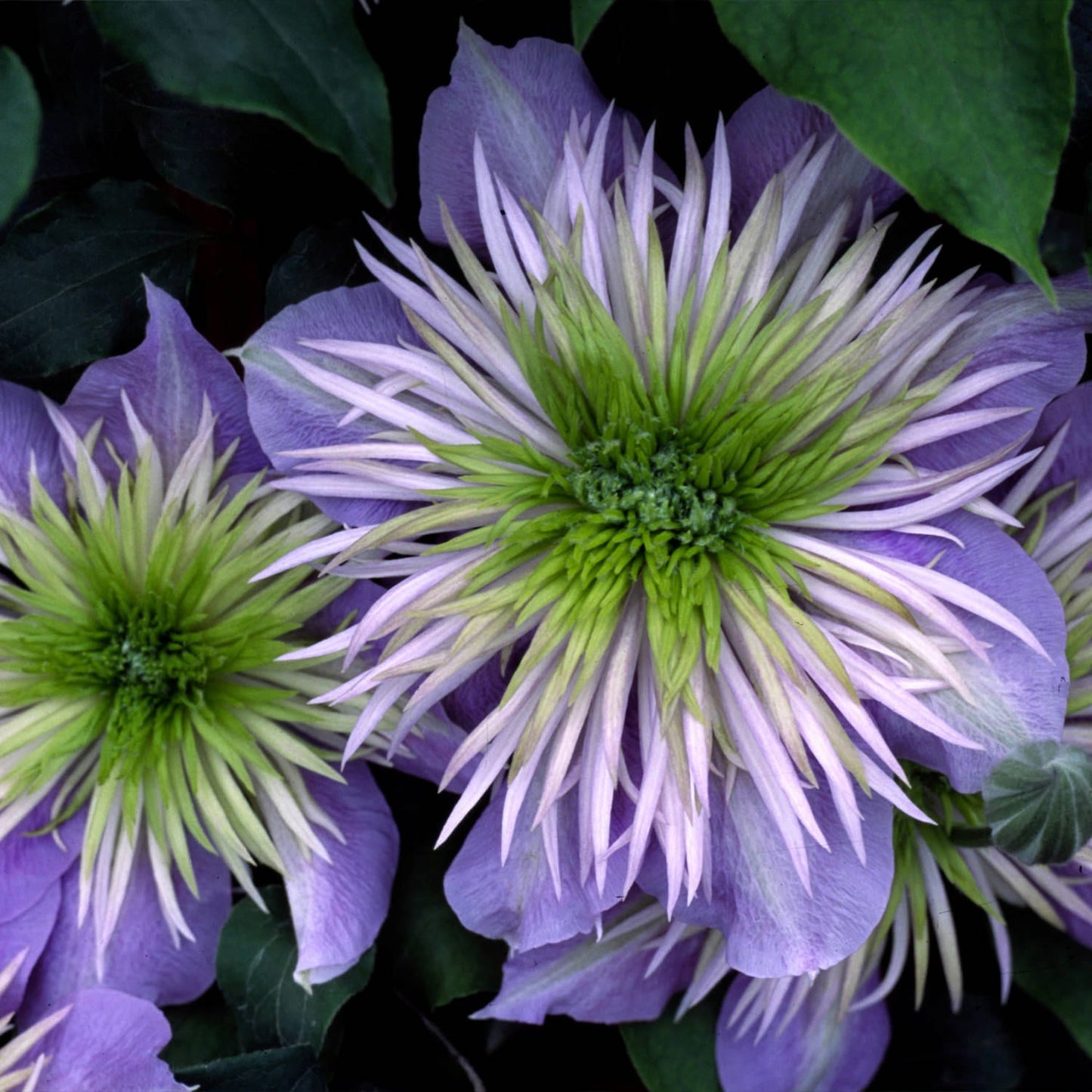 Close-up of two Regal® Crystal Fountain™ Clematis double flowers with pointed pale green and lavender petals, surrounded by dark green leaves and showing a compact habit - Photo Courtesy of Donahue's Clematis