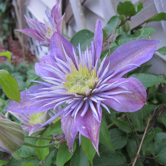 A close-up of Regal® Crystal Fountain™ Clematis shows spiky purple double flowers with yellow centers, lush green leaves, and a compact habit, flourishing near a white wall and wooden trellis - Photo Property of Garden Crossings LLC.