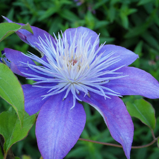 A close-up of the Regal® Crystal Fountain™ Clematis highlights its pointed petals and spiky pale center amid green leaves with softly blurred foliage in the background - Photo Property of Garden Crossings LLC.