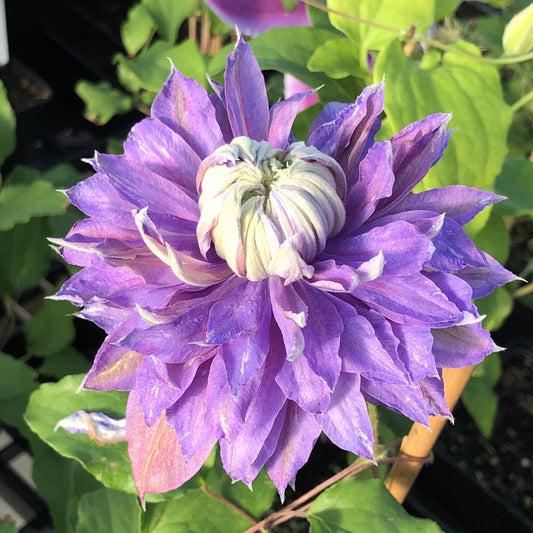 A close-up of vibrant Regal® Diamantina™ Clematis in full bloom, showcasing its layered purple petals amid lush green leaves in bright sunlight - Photo Property of Garden Crossings LLC.