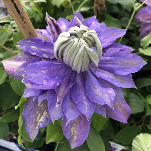 A lower-angle close-up of a vibrant Regal® Diamantina™ Clematis flower with layered purple petals and a tightly curled pale green center, set against lush green leaves - Photo Property of Garden Crossings LLC.