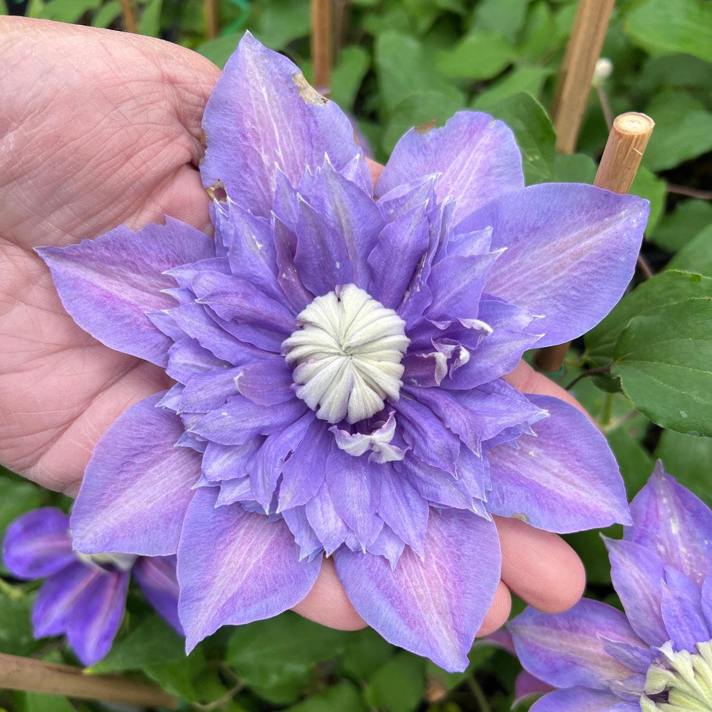 A hand gently holds a large, double purple Regal® Diamantina™ Clematis with a white textured center, surrounded by green leaves and garden stakes - Photo Property of Garden Crossings LLC.