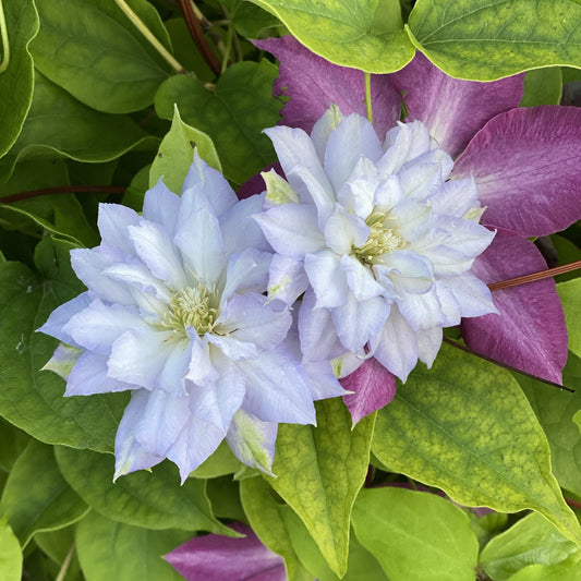 Two pale lavender, double-petaled 'Diamond Ball' Clematis flowers bloom amid green leaves, with a purple-flowering clematis plant in the background - Photo Property of Garden Crossings LLC.