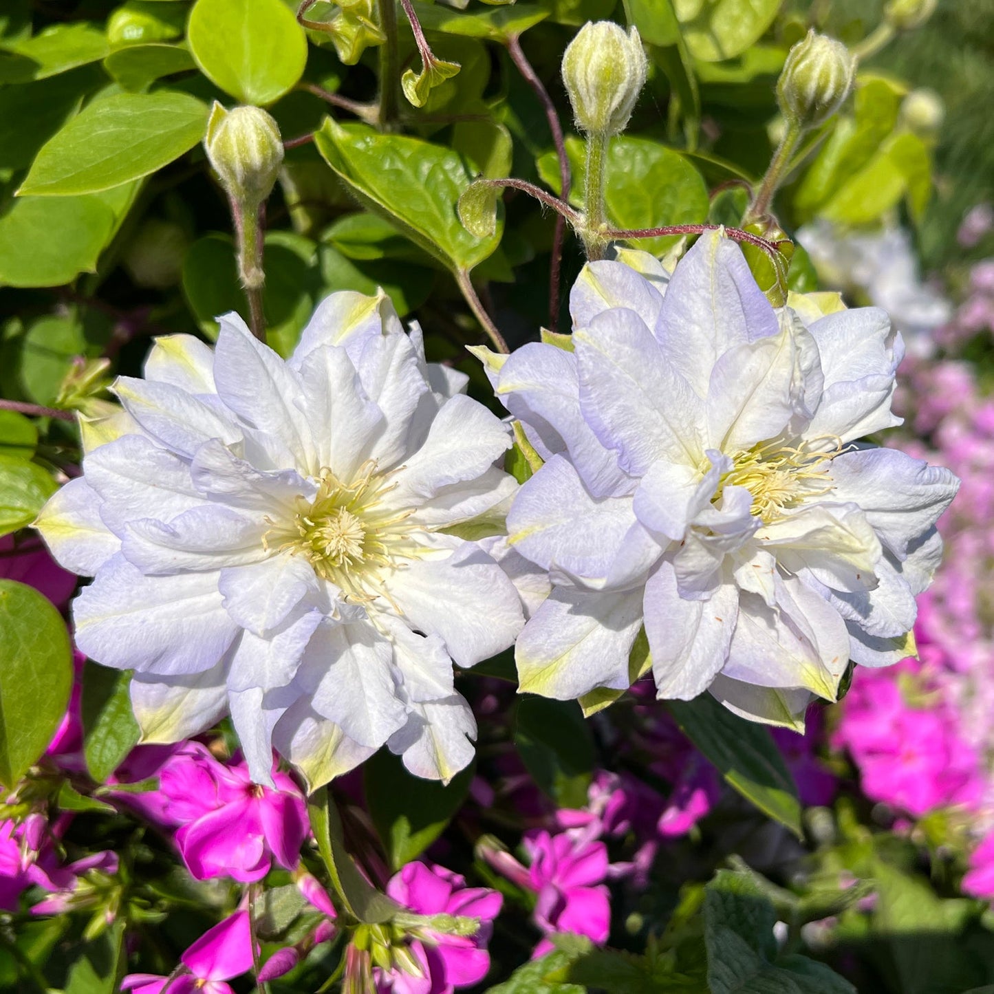 Two large, white double-flowered blooms of 'Diamond Ball' Clematis with yellow centers are surrounded by green leaves and pink flowers in a sunlit garden, with flower buds visible above the white blooms - Photo Property of Garden Crossings LLC.