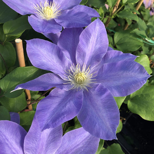 Boulevard® Diana's Delight™ Clematis - Photo Property of Garden Crossings LLC