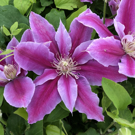 Dr. Ruppel' Clematis - Photo Property of Garden Crossings LLC
