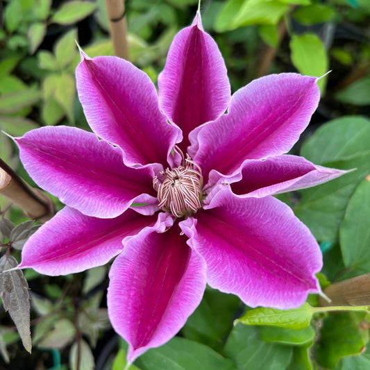 Dr. Ruppel' Clematis - Photo Property of Garden Crossings LLC
